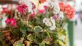 Секреты ухода за геранью: как сохранить пышную листву осенью