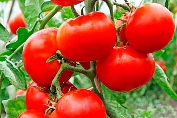 Преимущества сорта томатов Елена