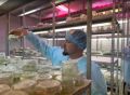 Сахалинские фермеры теперь могут выращивать ягоды «из пробирки»