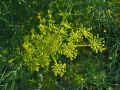 ����� �� �������: ���� ��� ���� ��� ����� ��������?