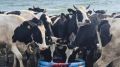 Прокуратура взялась за агрессивных и безнадзорных коров в селе на Сахалине
