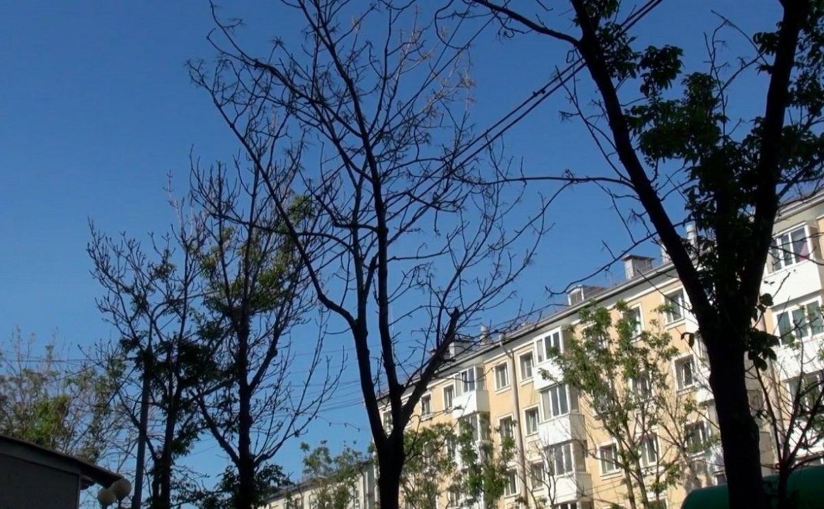 Главный научный сотрудник РАН назвала причины усыхания деревьев в Южно-Сахалинске