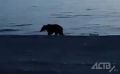 Медведь пришёл к отдыхающим на море сахалинцам