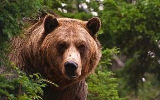 Двух медведей отстрелили в Поронайском районе