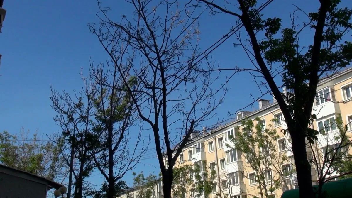 Стали известны основные причины усыхания деревьев на улицах и во дворах Южно-Сахалинска