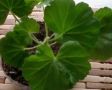 Почему герань не цветет, и как вернуть ей пышное цветение