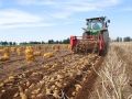 Как вырастить картофель под нагрузкой: секреты успешного урожая