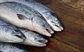 Где купить доступную свежую рыбку в Южно-Сахалинске