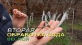 Секреты успешной обработки сада в фазе зеленого конуса