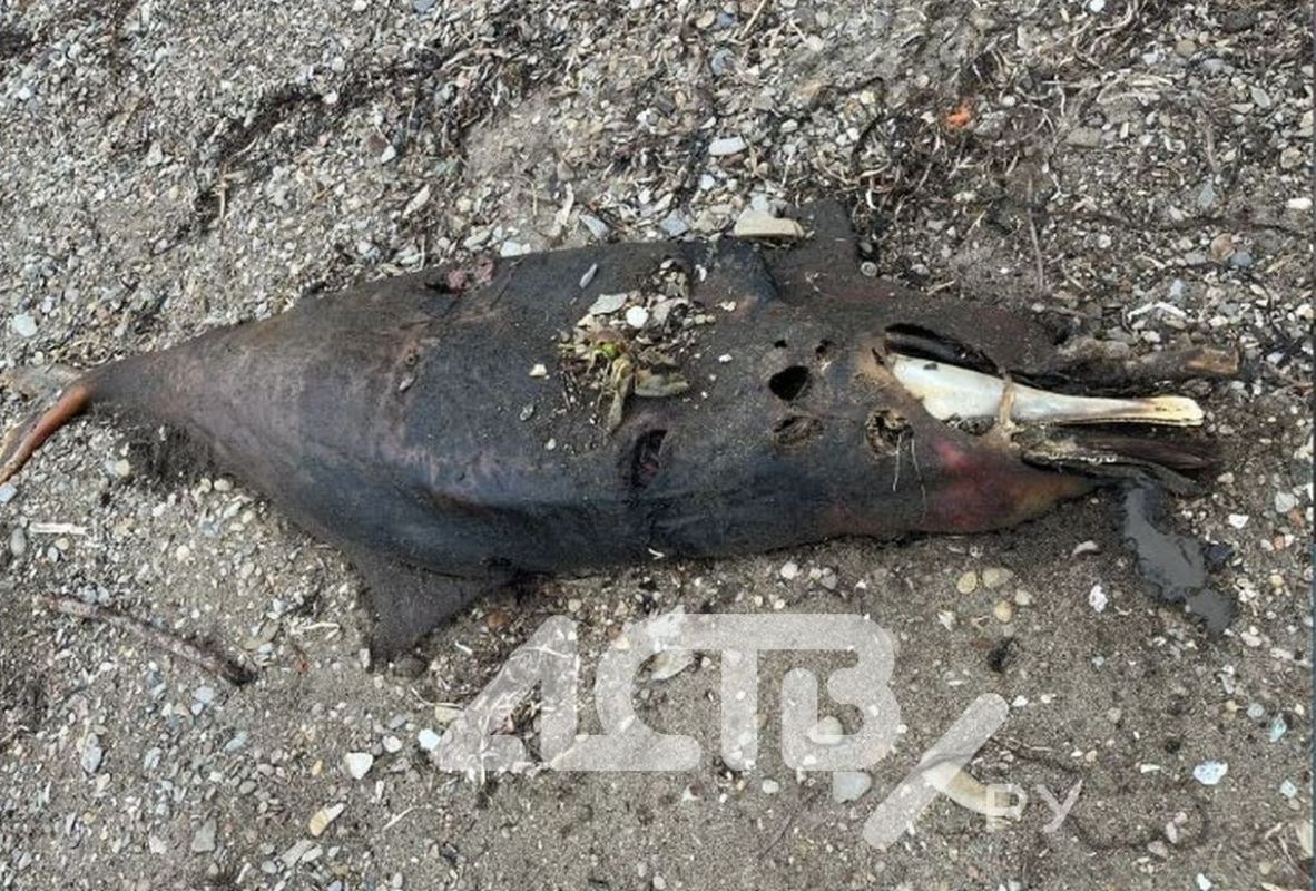 В районе Третьей Пади на берег выбросило мёртвого дельфина