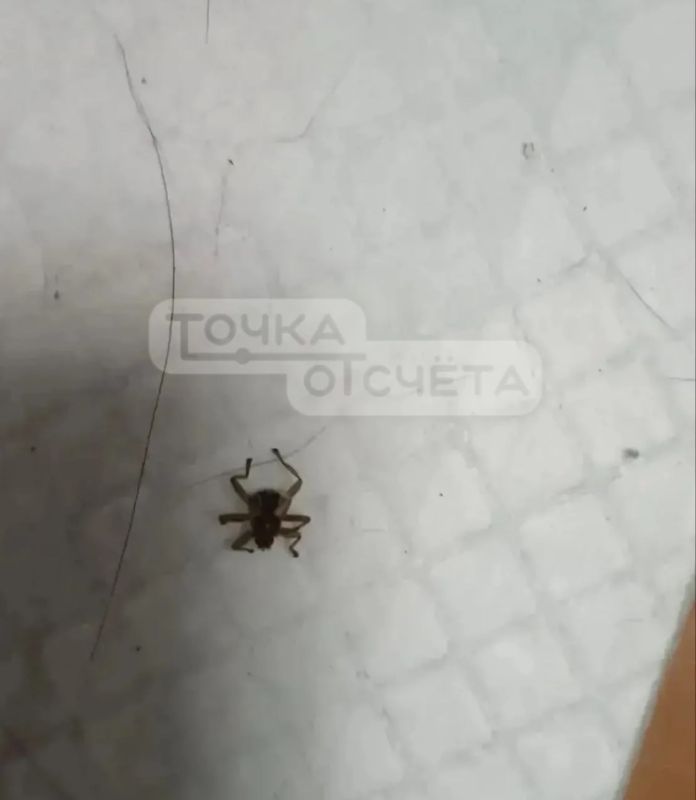 Мухи-кровососки начали проникать в квартиры сахалинцев Мухи-кровососки начали проникать в квартиры сахалинцев