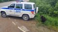 В Ногликском районе спасли двух медвежат-подростков — самку и самца