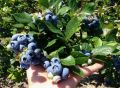 Секреты успешного полива голубики: как вырастить сочные ягоды