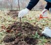 Спасение яблонь: как справиться с грызунами и сохранить урожай