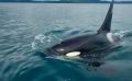 Огромная косатка подошла к лодке с людьми у берегов Сахалина и выпустила фонтан