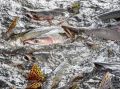 По поручению Валерия Лимаренко в Сахалинской области определили места для любительского рыболовства