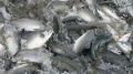 В Корсакове 10 августа будут продавать свежую горбушу по социальным ценам
