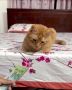 Доброе утро Сахалин. По народным приметам, если к 17-ому августа поспело много малины – будет изобилие хлеба; скот нюхает воздух, облизывает ноги – к дождю; козы и овцы повернулись спинами к ветру – к ненастью; выпали...