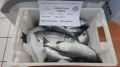 Свежую горбушу и камбалу дешево продают на Сахалине 24 августа: список адресов