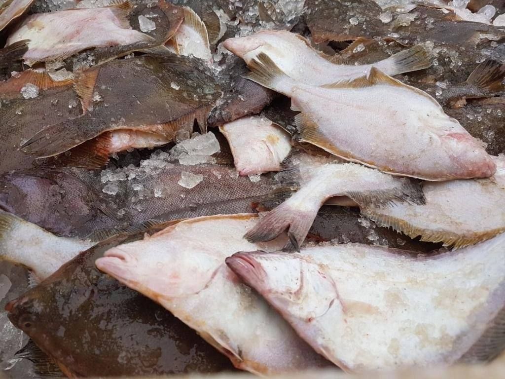 Четыре вида рыбки можно купить в Южном по приятной цене