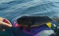 National Geographic �����-��: ���� ���� ������� ����������, ��������� ����������� �����������