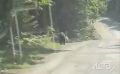 Внимание: в популярном месте отдыха сахалинцев заметили медведя