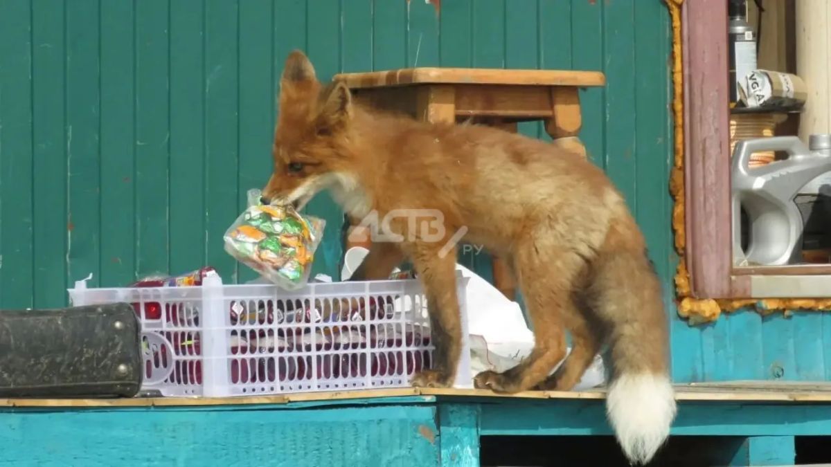 Лиса пробралась в сторожку на Курилах и попыталась вынести конфеты Лиса пробралась в сторожку на Курилах и попыталась вынести конфеты