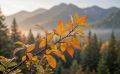 На Сахалине дождливо и до +23 °C, а на Курилах пасмурно: прогноз на 11 сентября