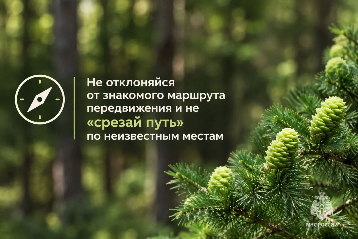 Безопасный поход в лес. В карточках МЧС России ты найдешь полезные советы, которые нужно знать до похода в лес Безопасный поход в лес. В карточках МЧС России ты найдешь полезные советы, которые нужно знать до похода в лес