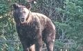 На Сахалине охотники третьи сутки дежурят у детсада, куда приходила медведица с медвежонком