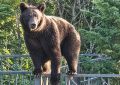 В Озёрском медведицу с медвежонком видели у детсада
