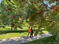 Яркая осень в Южном. В сквере Асахикава сейчас в самом цвету гортензии, бальзамины, флоксы, бархатцы, и конечно, главный символ осени – рябина
