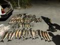 На Сахалине у браконьера сотрудник ДПС обнаружил в багажнике 72 кетины