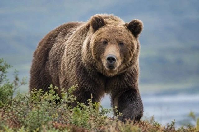 Медведь хозяйничает во Второй Пади: зверь выбил калитку и устроил пир