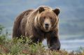 Медведь хозяйничает во Второй Пади: зверь выбил калитку и устроил пир