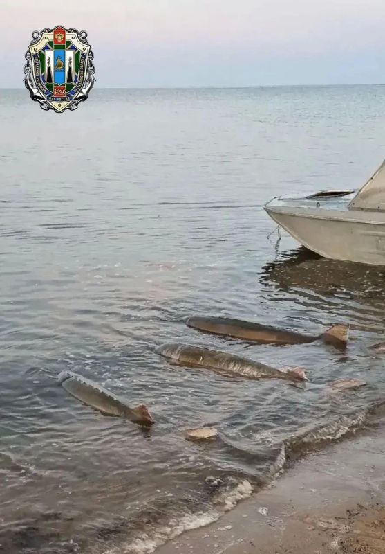 В Охе двое местных жителей подозреваются в незаконном вылове калуги В Охе двое местных жителей подозреваются в незаконном вылове калуги