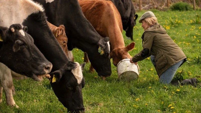 Суд взыскал с сахалинского фермерского хозяйства «Кострома» 5,1 млн рублей субсидии