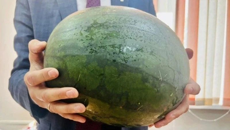 Арбуз весом 16 кг вырастили в селе на юге Сахалина