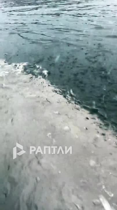 Дикая белуха подружилась с туристом на сапе на Сахалине — и даже покатала его на спине!