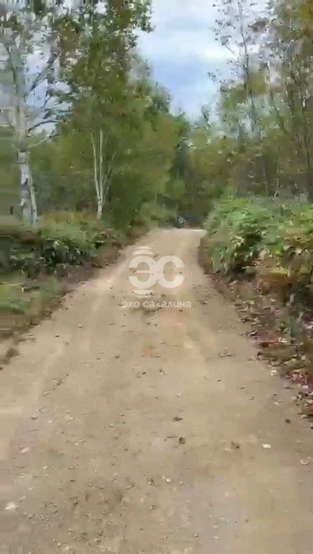 Очевидец: медведя вторую неделю замечают в СНТ в Южно-Сахалинске