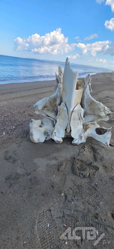 Сахалинка нашла на берегу моря огромные кости неопознанного животного Сахалинка нашла на берегу моря огромные кости неопознанного животного