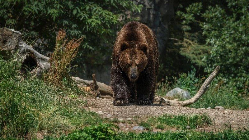 Гуси потянулись на юг — зима на Сахалине близко Гуси потянулись на юг — зима на Сахалине близко