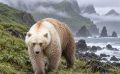 На Курилах нашли гибрид белых и бурых медведей