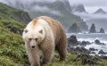 На Кунашире нашли гибрид белых и бурых медведей
