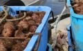 Сахалинская компания сэкономила миллионы на поставке морских ежей в Японию - директор ждет суда