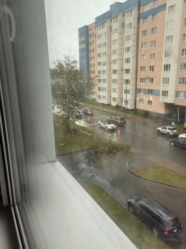 Непогода в Южно-Сахалинске: ветер свалил дерево на проезжую часть