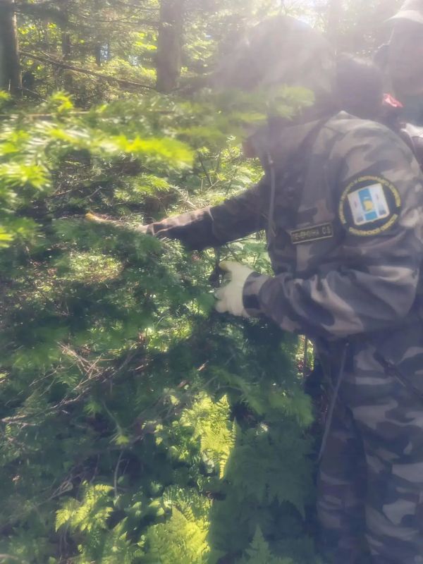 На Сахалине проведут санитарные рубки после нашествия белополосого шелкопряда