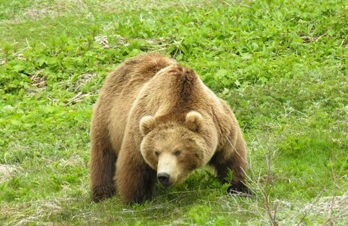 Сахалинская область поддержала федеральные меры по совершенствованию регулирования численности медведей