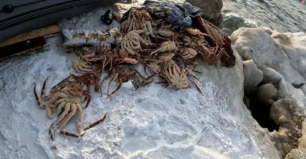 В Томаринском районе вынесен приговор по уголовному делу о незаконной добыче краба