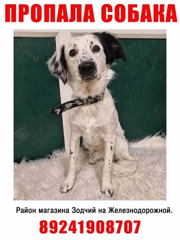 Собака, брошенная в аэропорту Южно-Сахалинска, сбежала при перевозке